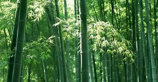 বিশ্ব বাঁশ দিবস: ‘গরিবের সোনা’ থেকে বৈশ্বিক সম্পদ